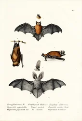 Zwergfledermaus, 1824